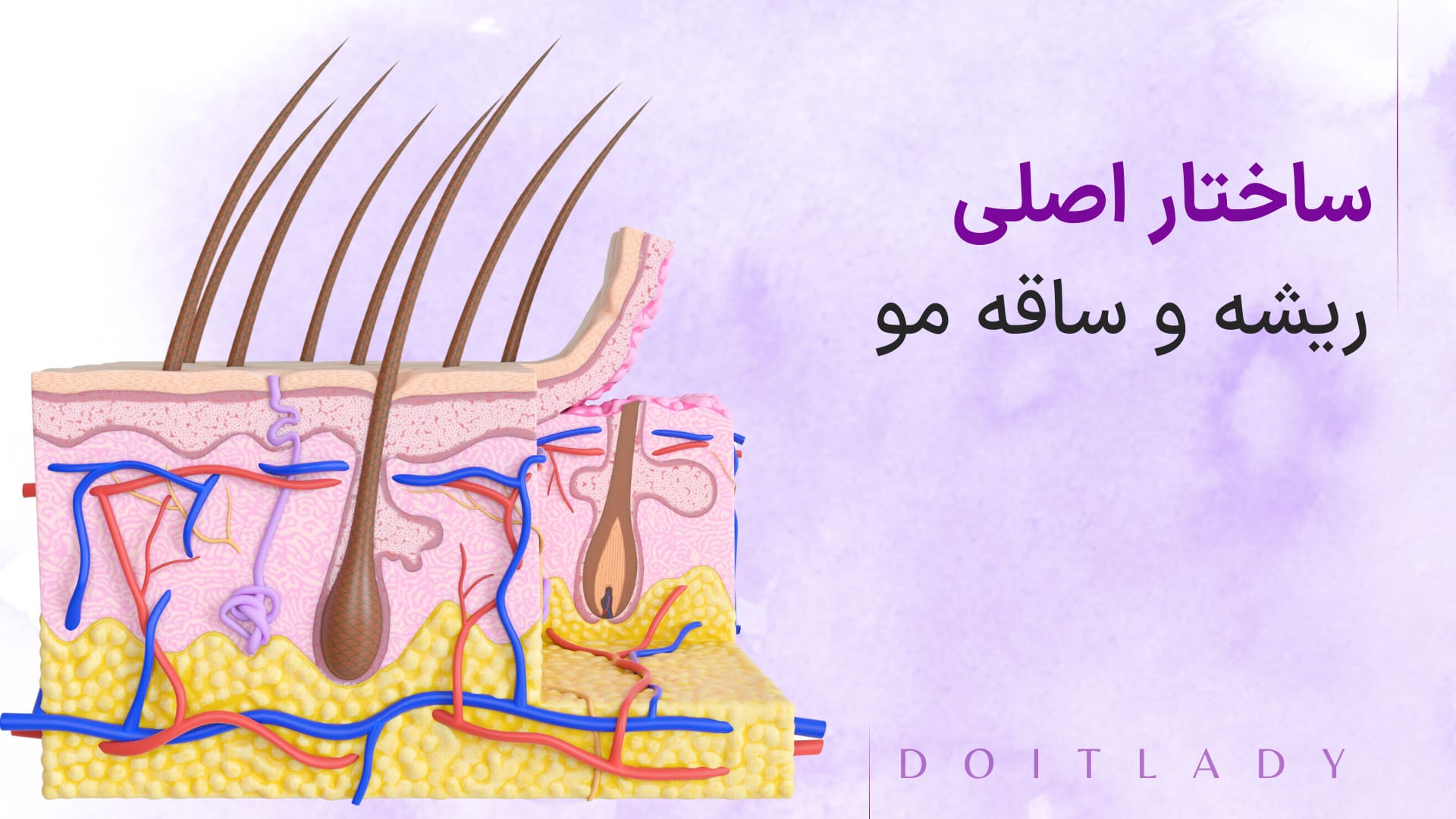 ساختار اصلی ریشه و ساقه مو | دو ایت لیدی